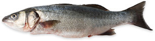 Siika