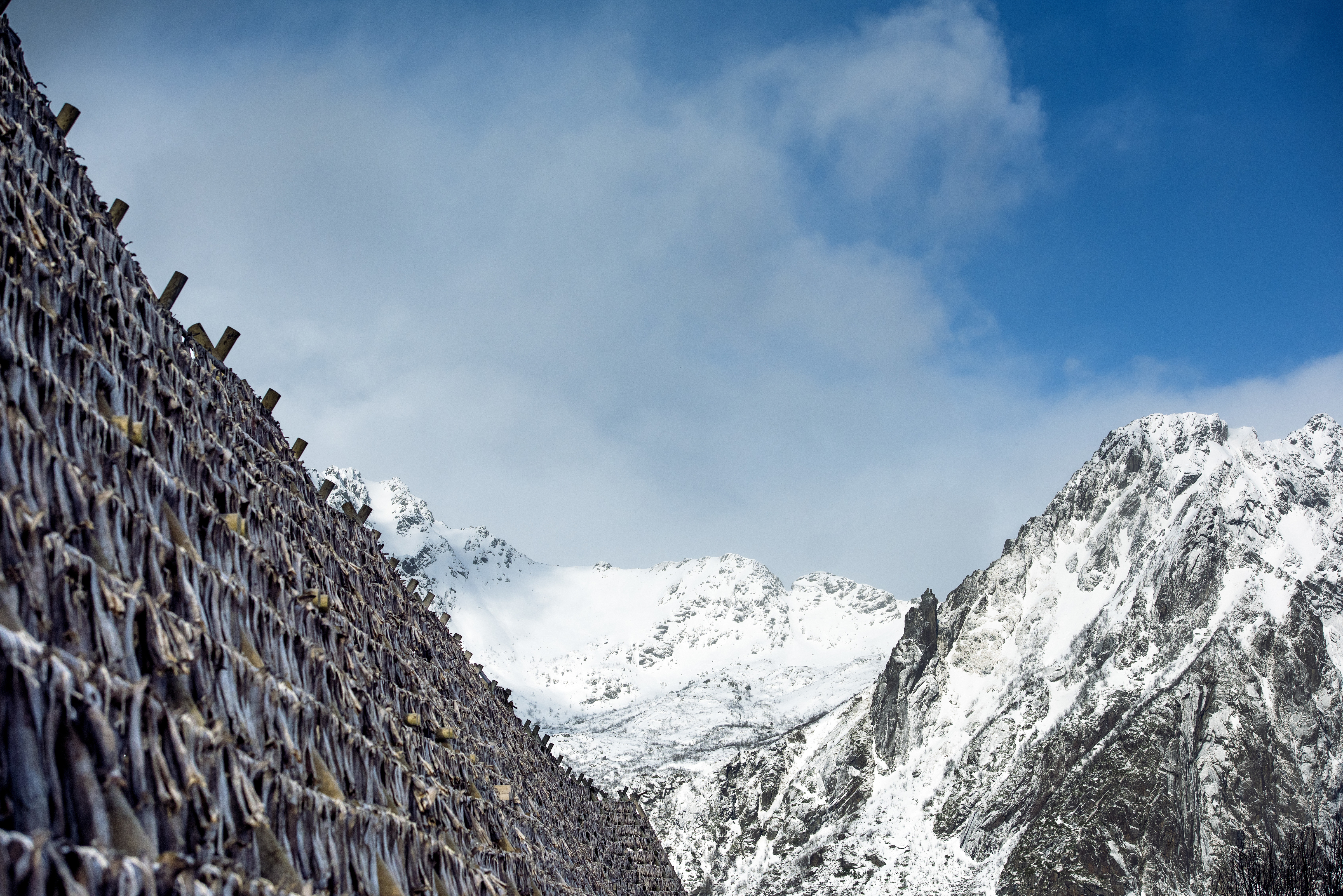 Tørrfisk med snødekte fjell i bakgrunnen