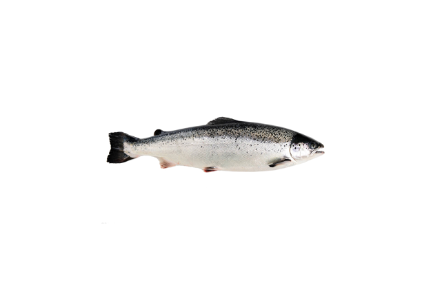 Whole salmon